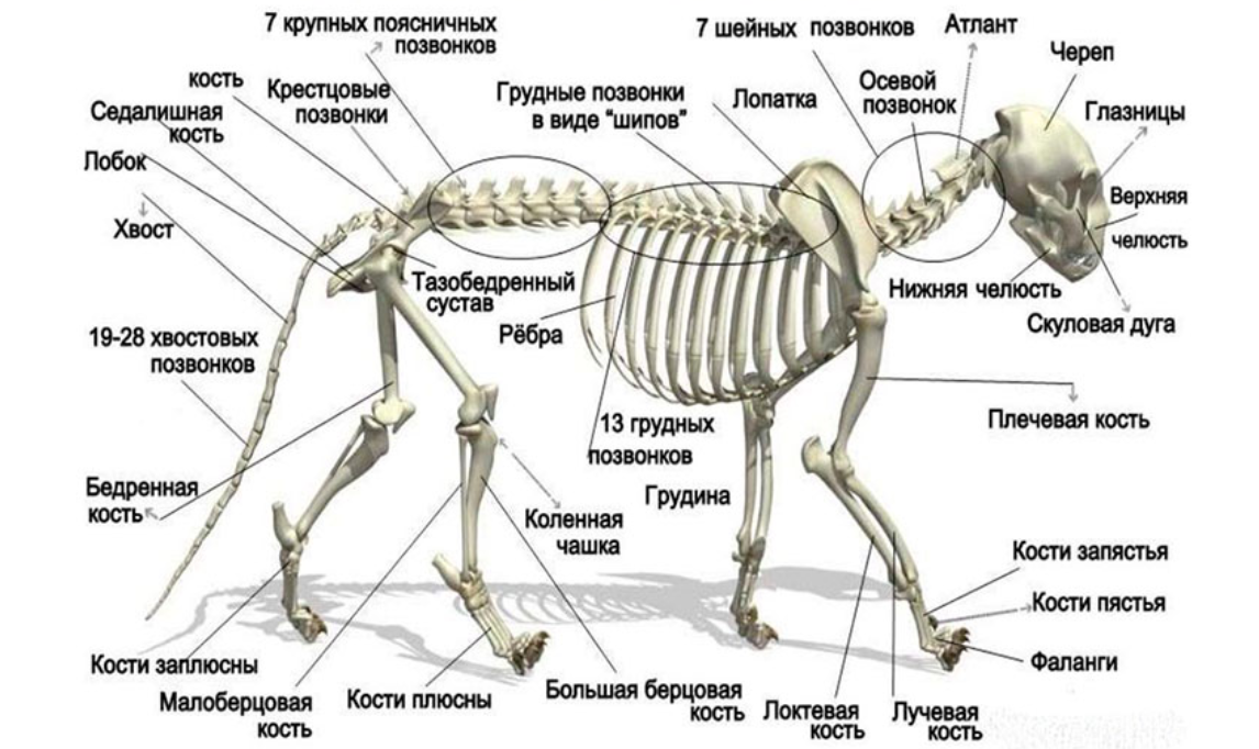 Кошка стр. Скелет кошки с названием костей. Скелет кота с названием костей. Строение скелета котенка. Скелет кошки фото с описанием костей и органов.