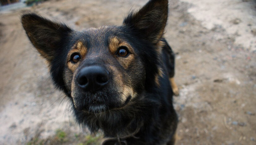 по взгляду все понятно...
