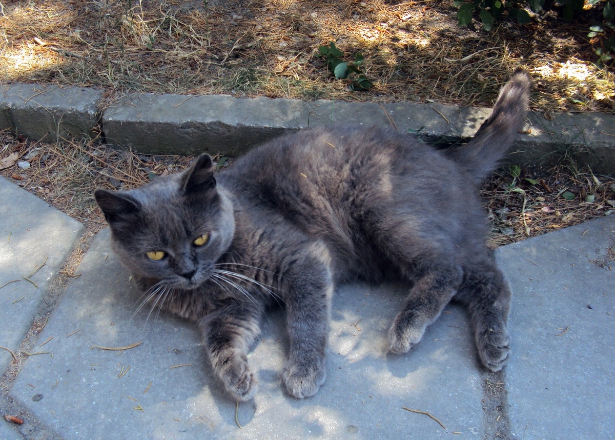 Кот  из Феодосии, отдыхавший в парке 