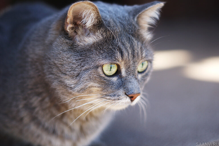 например, вот такое котейко