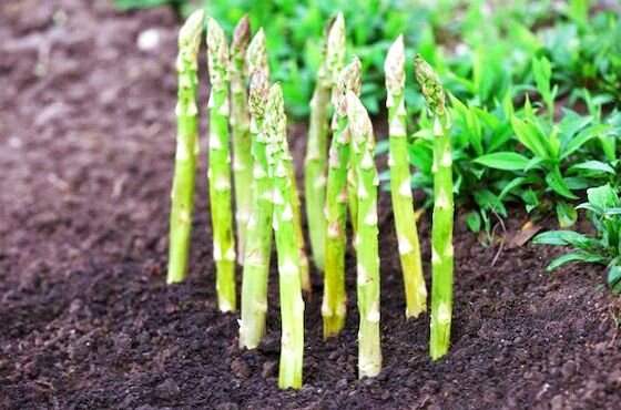 Спаржа
