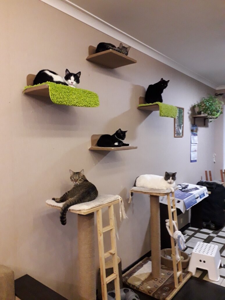 очень удивленные котики