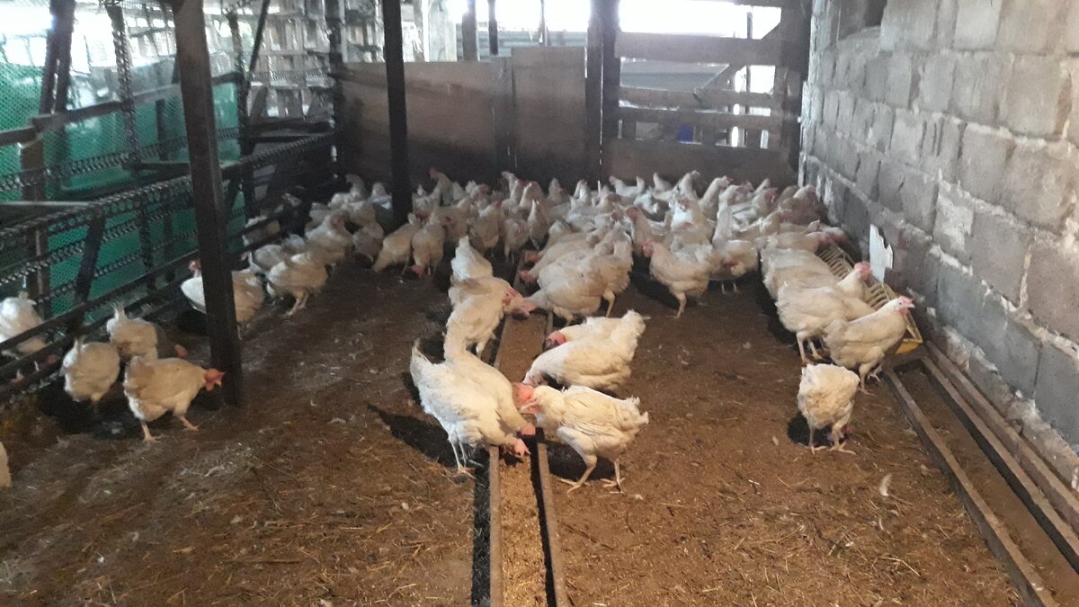 Столько курочек у продавца.