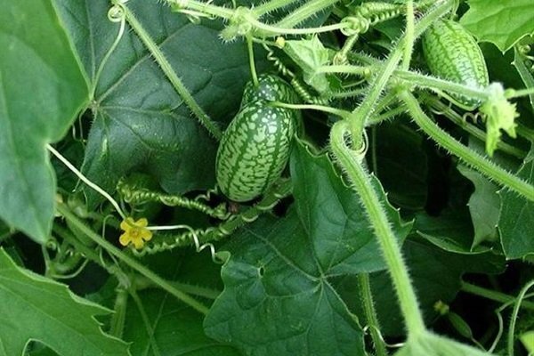 Фото - Источник: https://ferma.expert/rasteniya/ovoshchi/ogurcy/melotriya-shershavaya/ © Ферма.expert