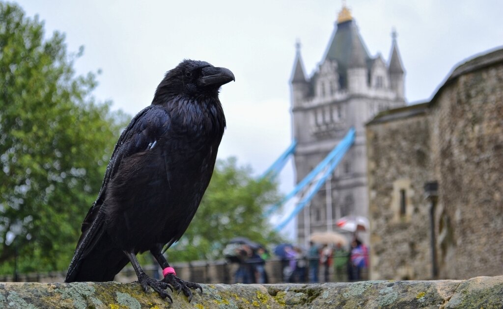 The ravens are the unique. Лондонский Тауэр вороны. Вороны в Тауэре в Лондоне. Крепость Тауэр в Лондоне вороны. Лондонский Тауэр черные вороны.
