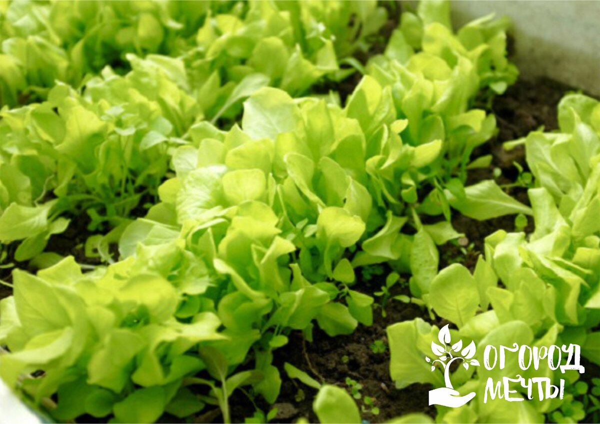 Топ-13 сортов салата для выращивания в огороде и теплицах