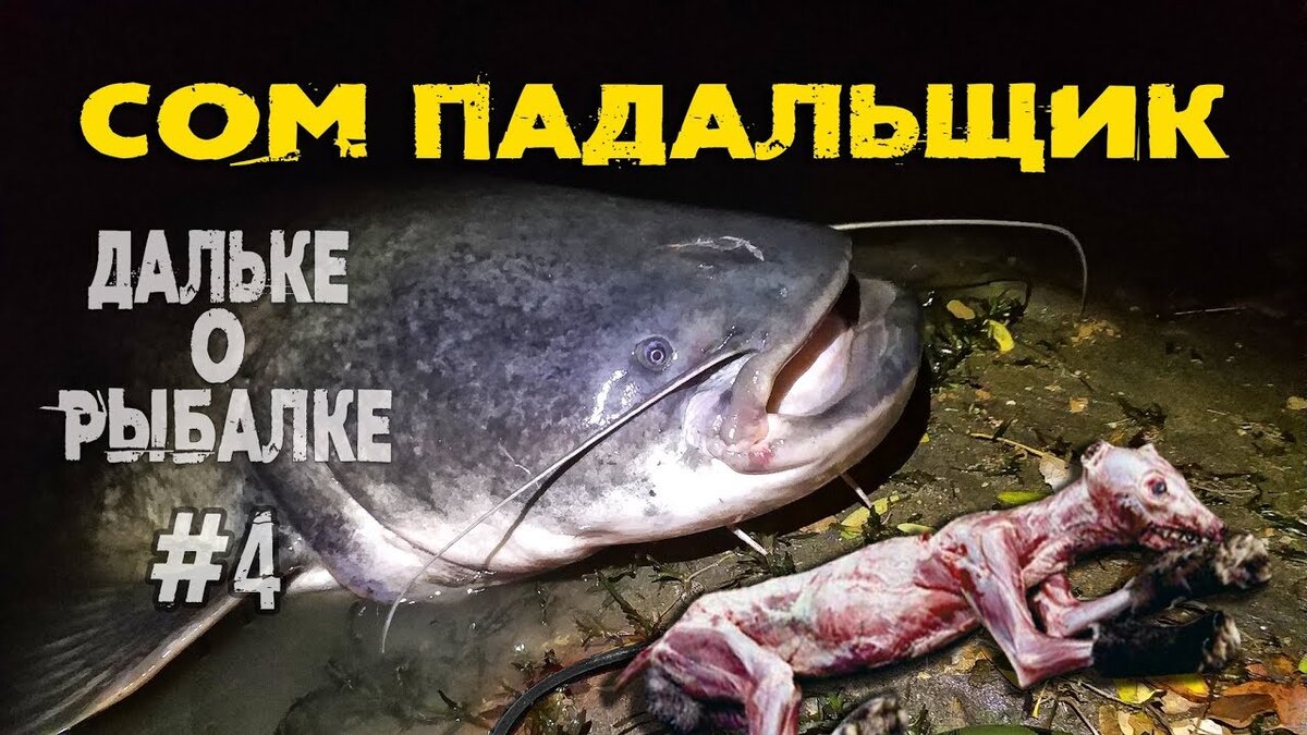 Сом падальщик