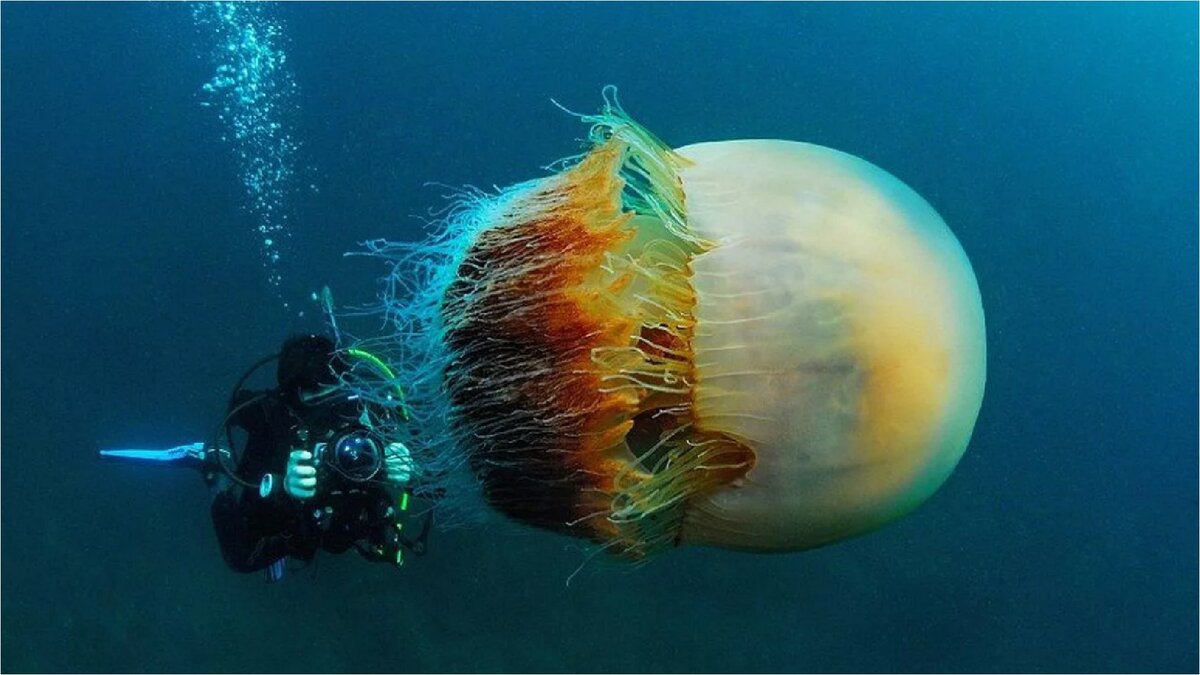 Огромная медуза