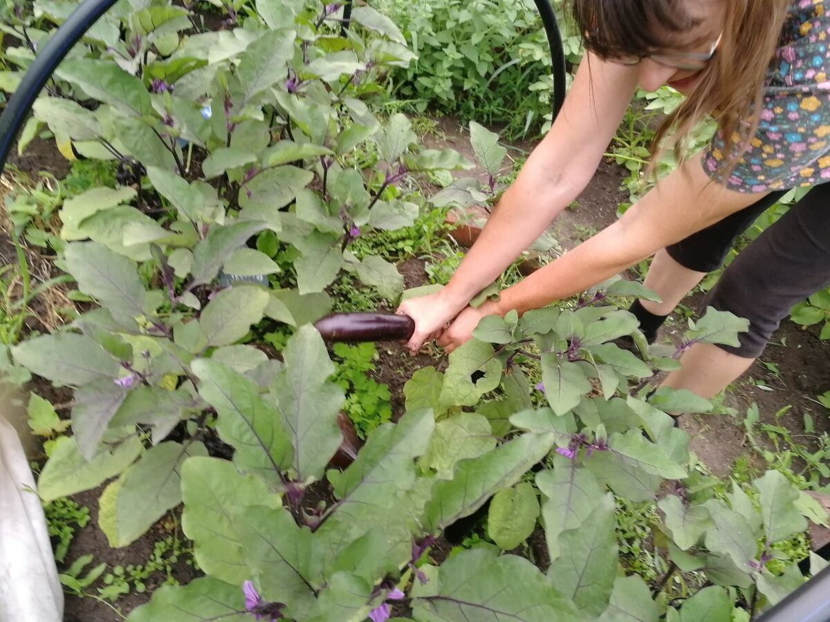 Я собираю баклажаны Король севера, очень крепко держаться - не оторвать