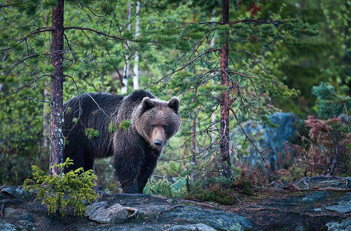 Даже медведь и тот не в восторге от такой цены!