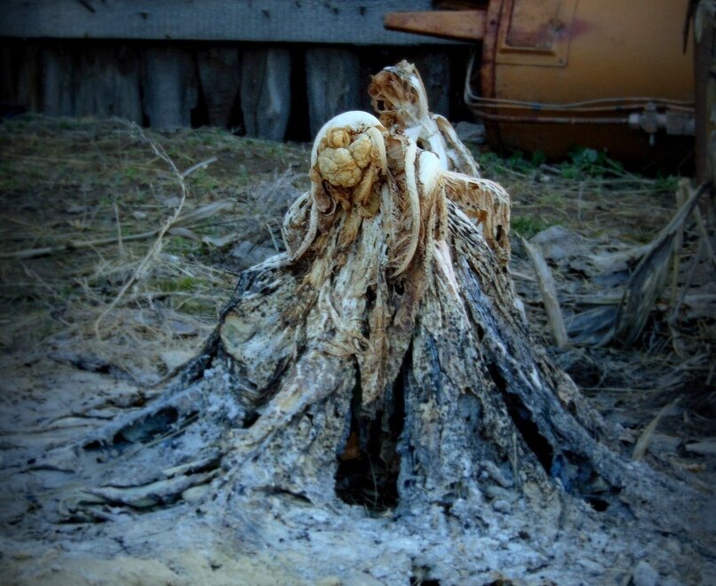 Потом присмотришься - тьфу!.. Да это ж прошлогодний куст цветной капусты - перезимовал на грядке, иссох да почернел.