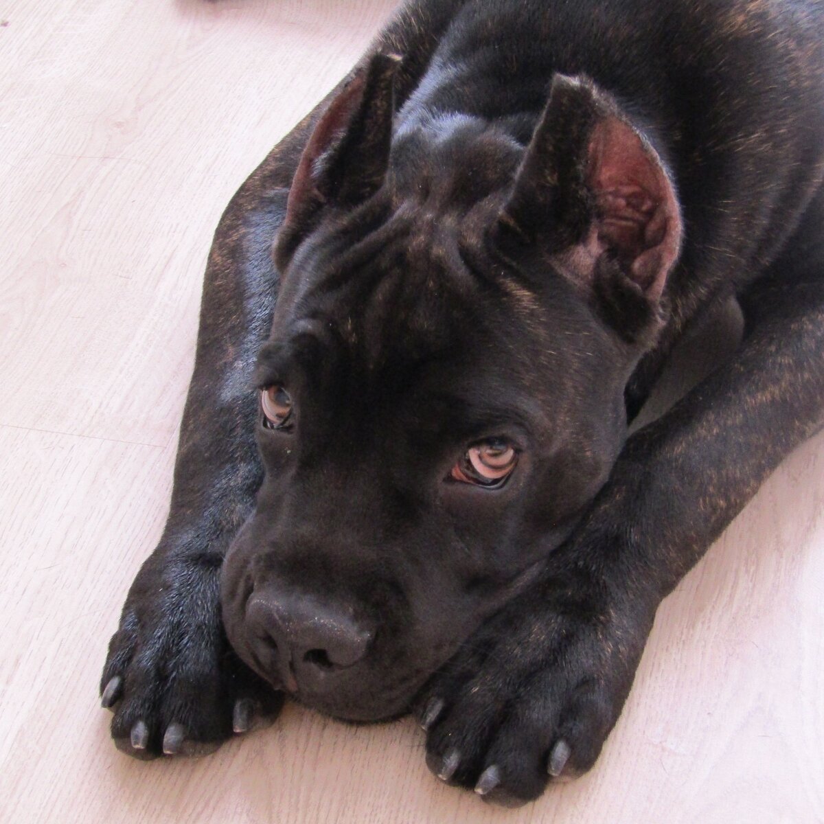 Джою на фото 6 мес