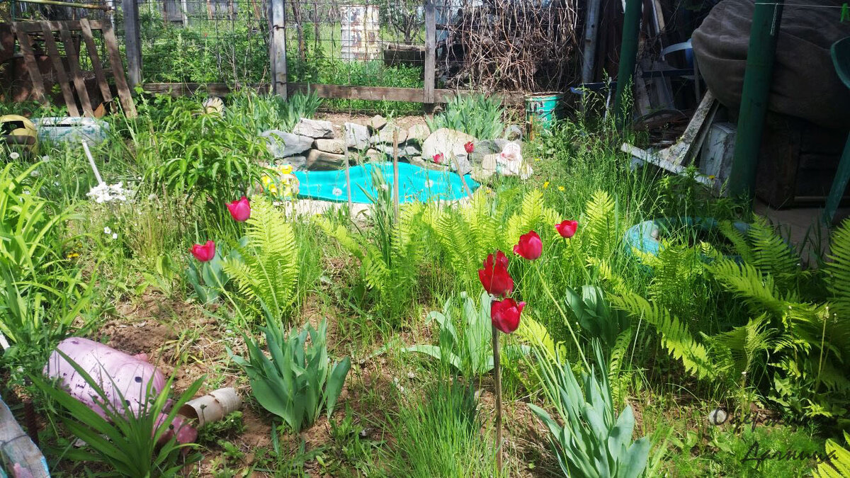 Пруд на даче