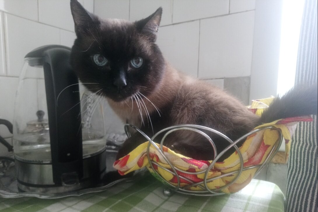 Доктор же сказал - у меня деменция. Мне можно, я - печенька!