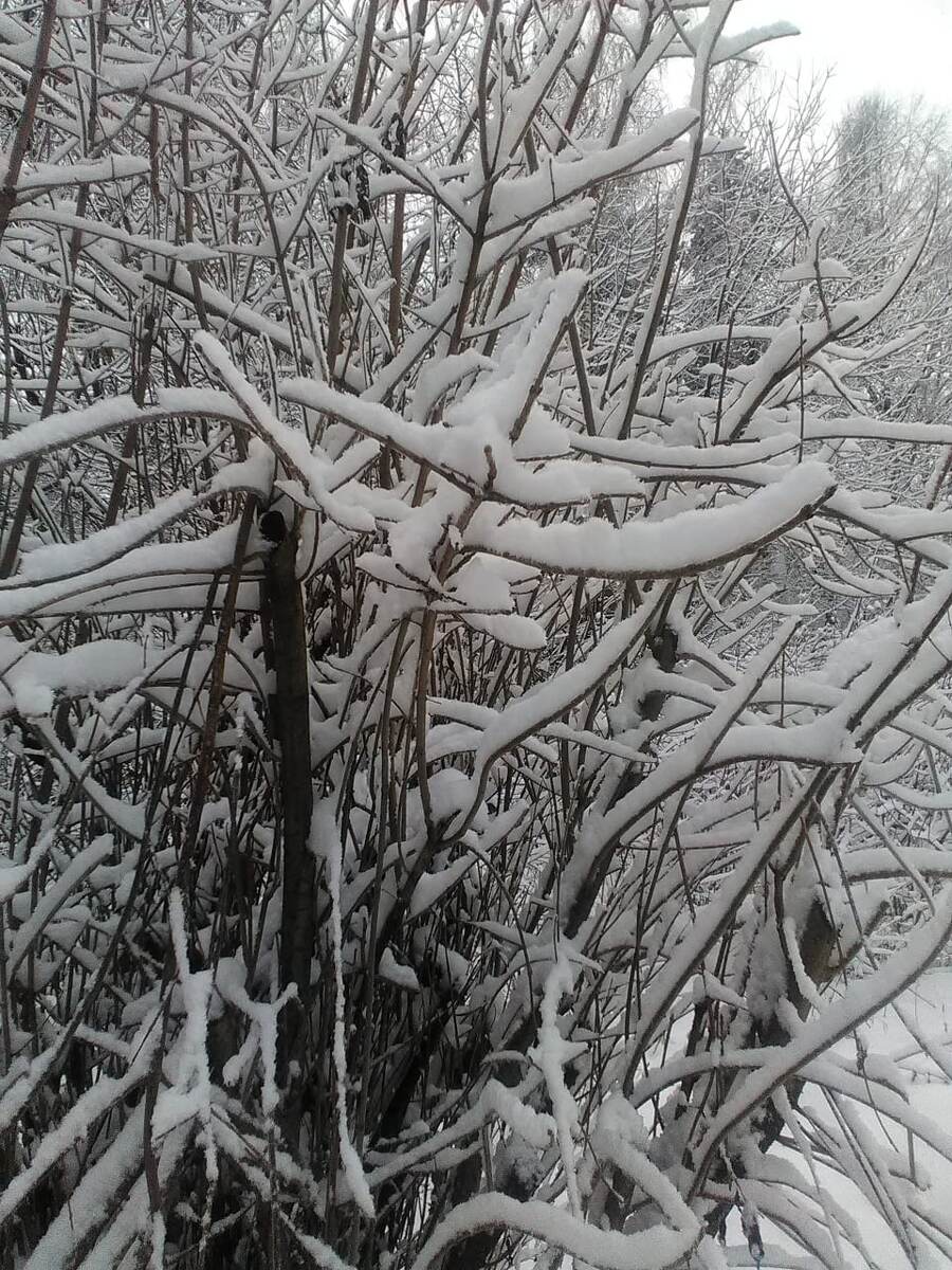 Фото автора, совсем недавно было так, а сегодня?