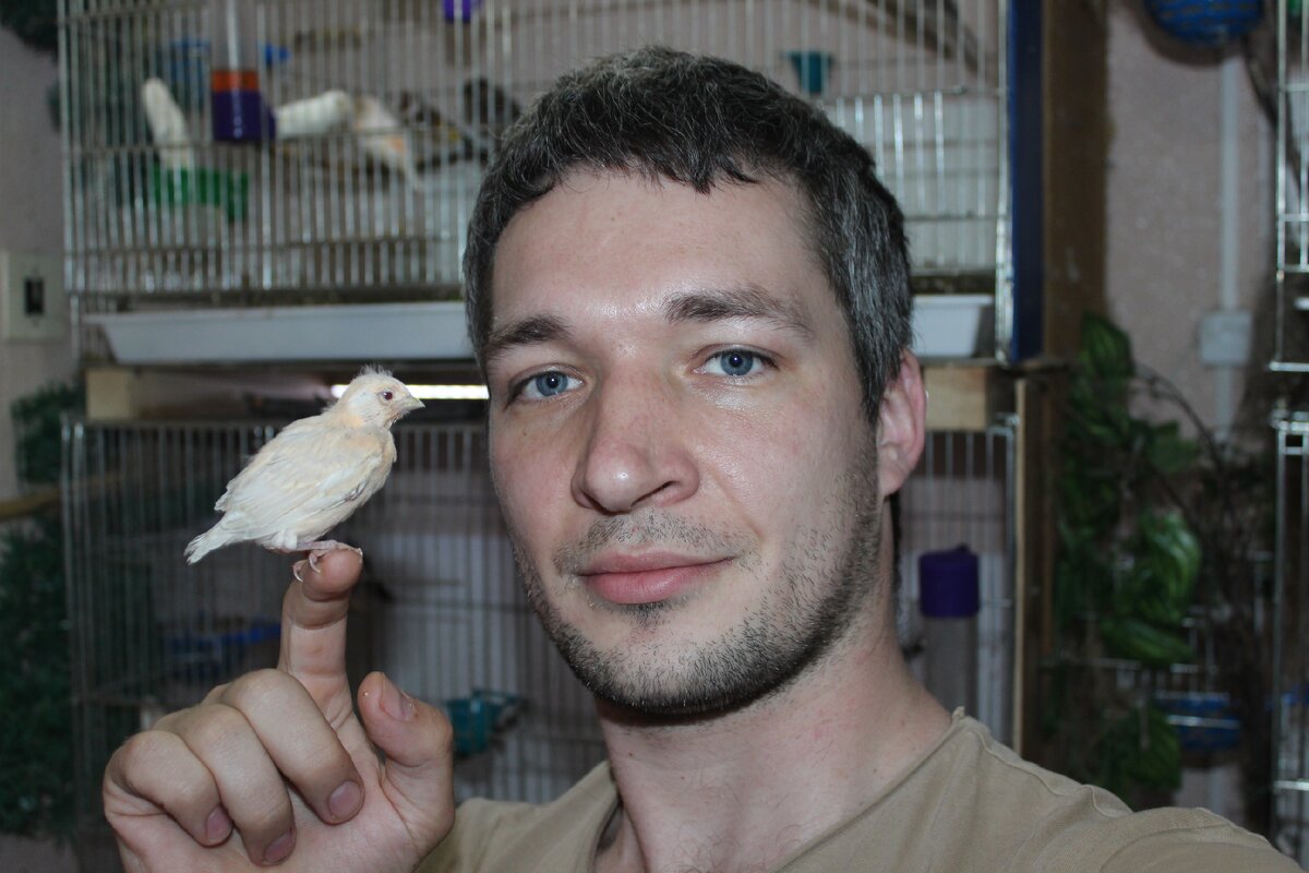 Канарейка сатинет красный мозаик