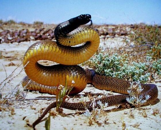 Тайпан- эта змея на столько опасно что учёные долгое время не могли её изучить так как не могли поймать. С одного укуса Тайпан может убить 100 взрослых мужчин. 