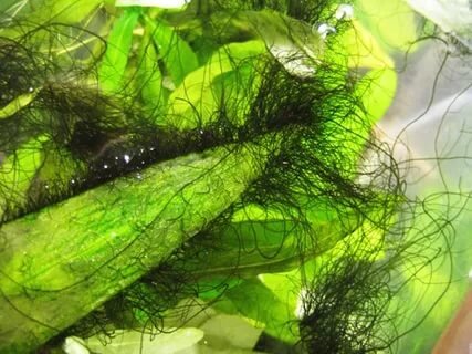 Черная борода