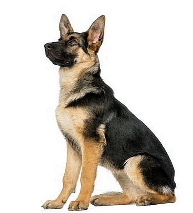 Источник фото: https://ru.myhappypetshop.com/13316-tell-purebreed-german-shepherd