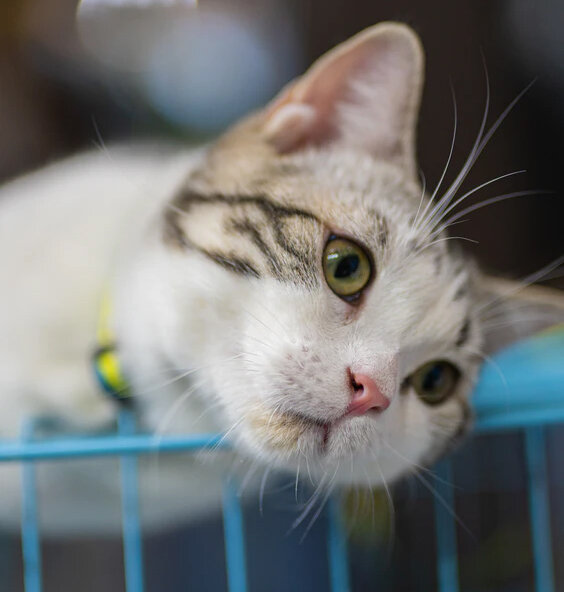 Photo by LINLI XU on Unsplash