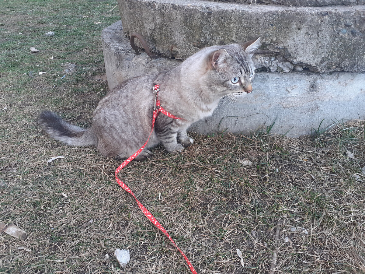 Тишка на прогулке