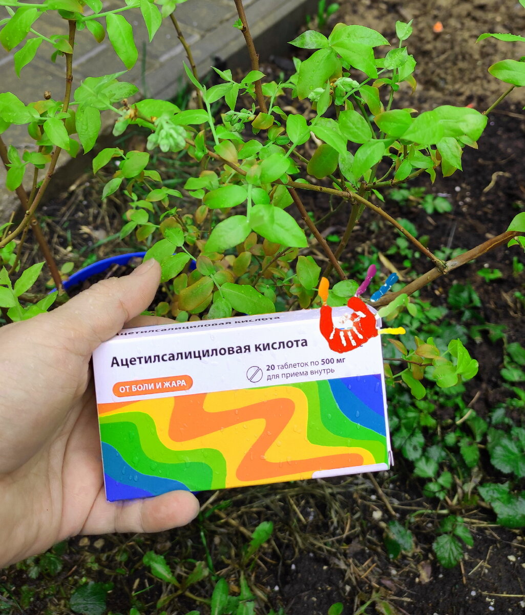 Помогаю своей голубике дожить до высадки в сад