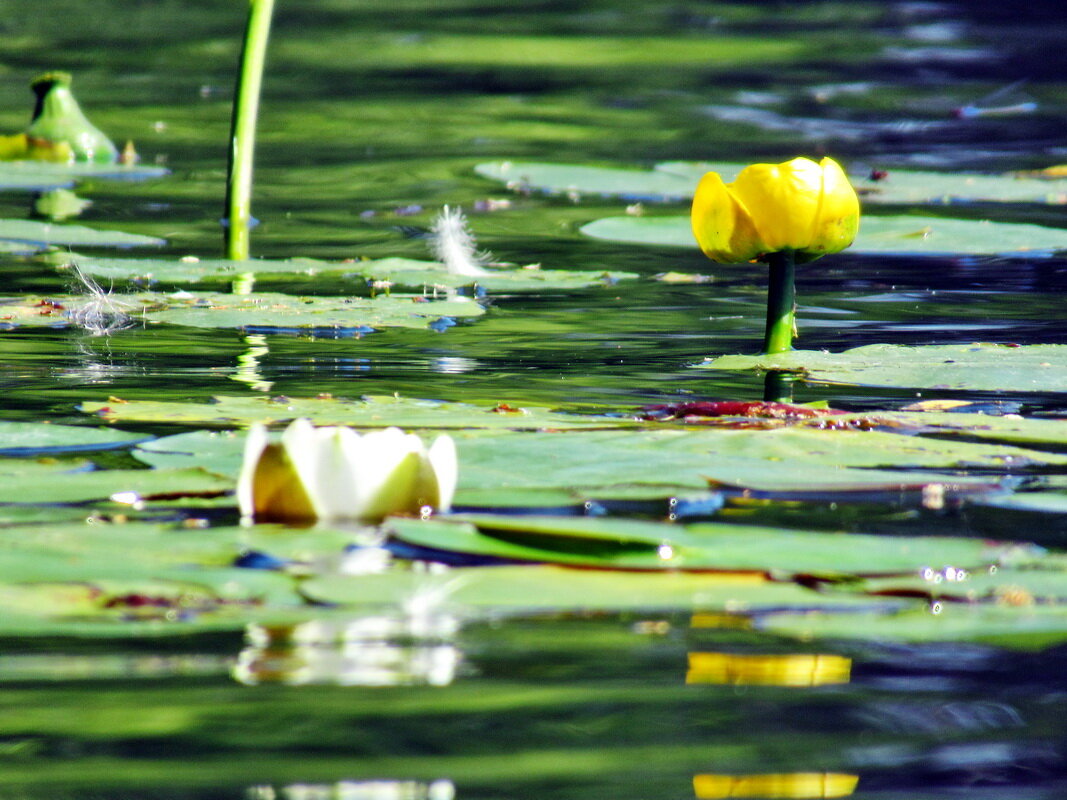 Лилия и кувшинки. Фото из свободных источников.