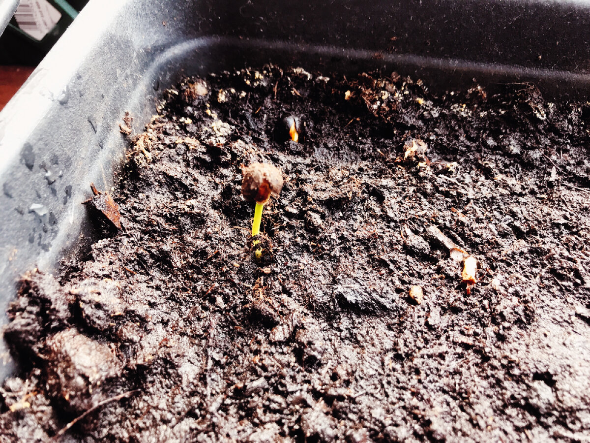 Залитая почва