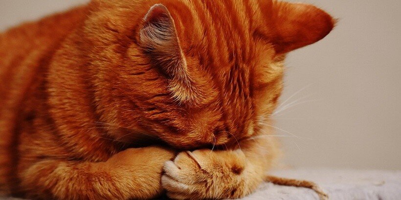 Фото носит иллюстративный характер, источник: pixabay.com