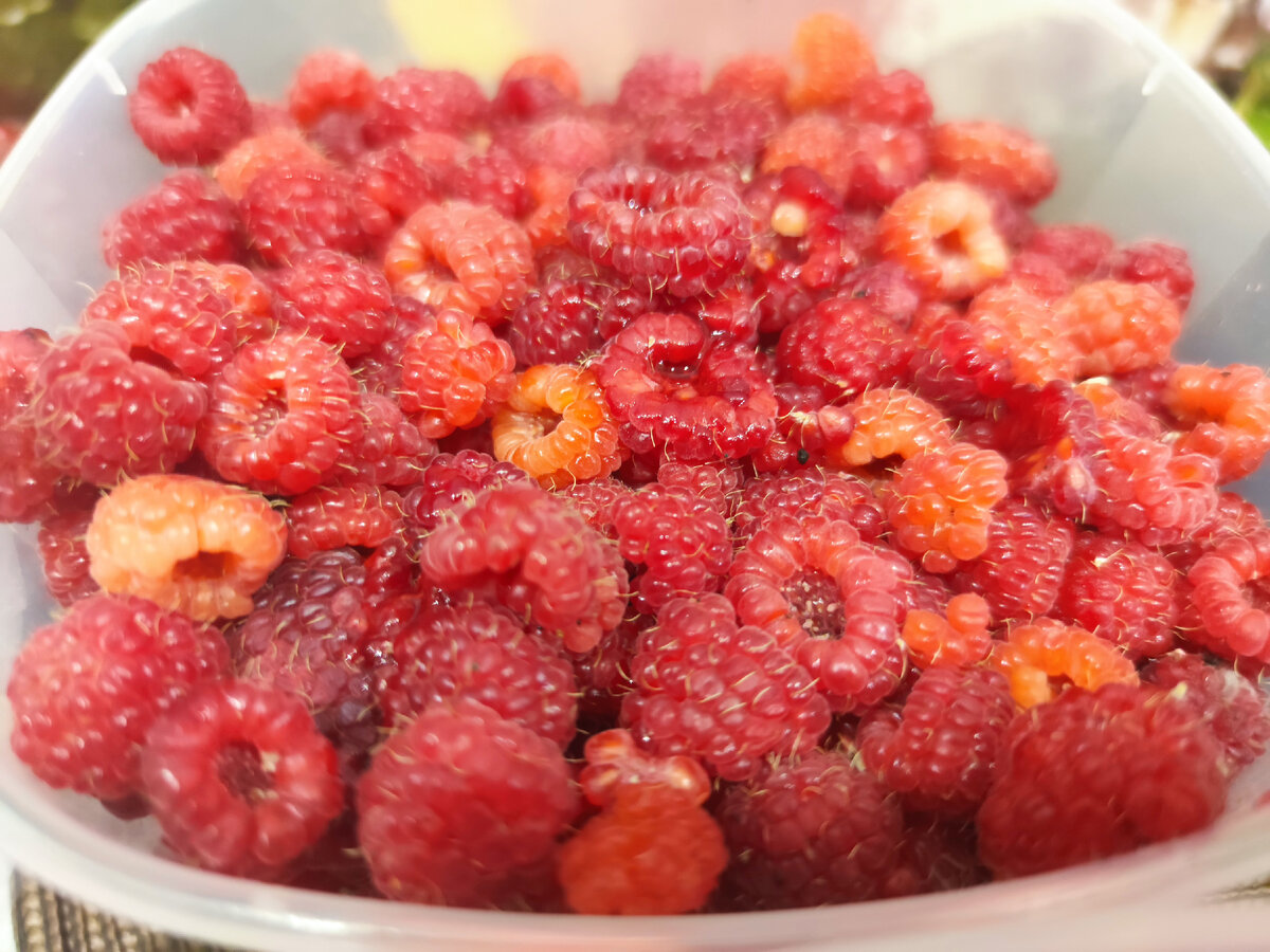 Собранная малина