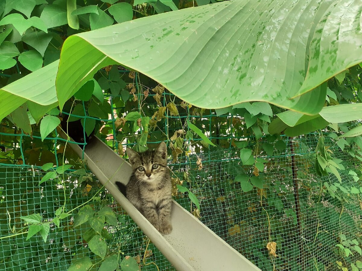 под листом банана удобно прятаться от дождика.