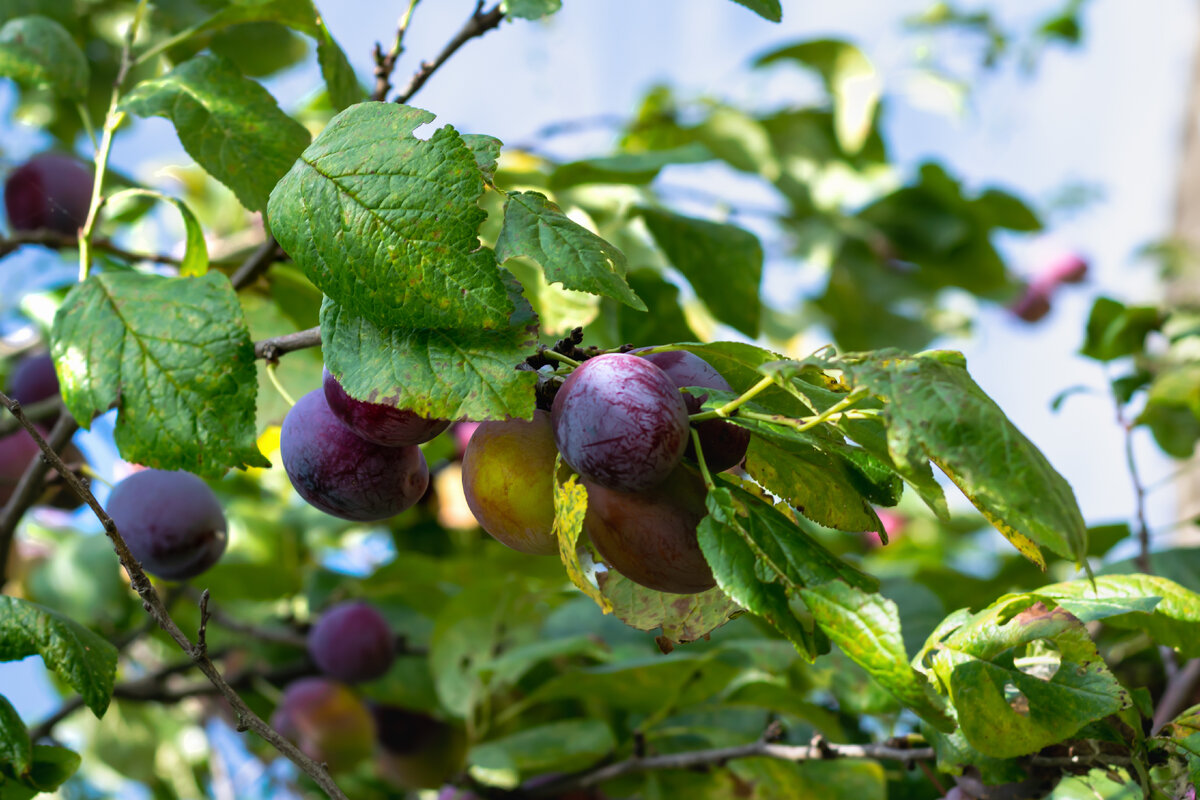 Сливы спелые.