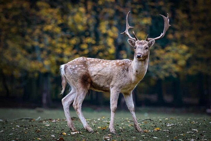 Фото: pixabay.com
