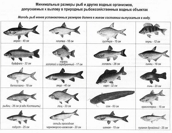 Сделать бур для зимней рыбалки своими руками, как наточить ножи на бур.