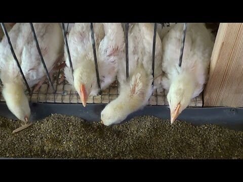 Бройлеры. 