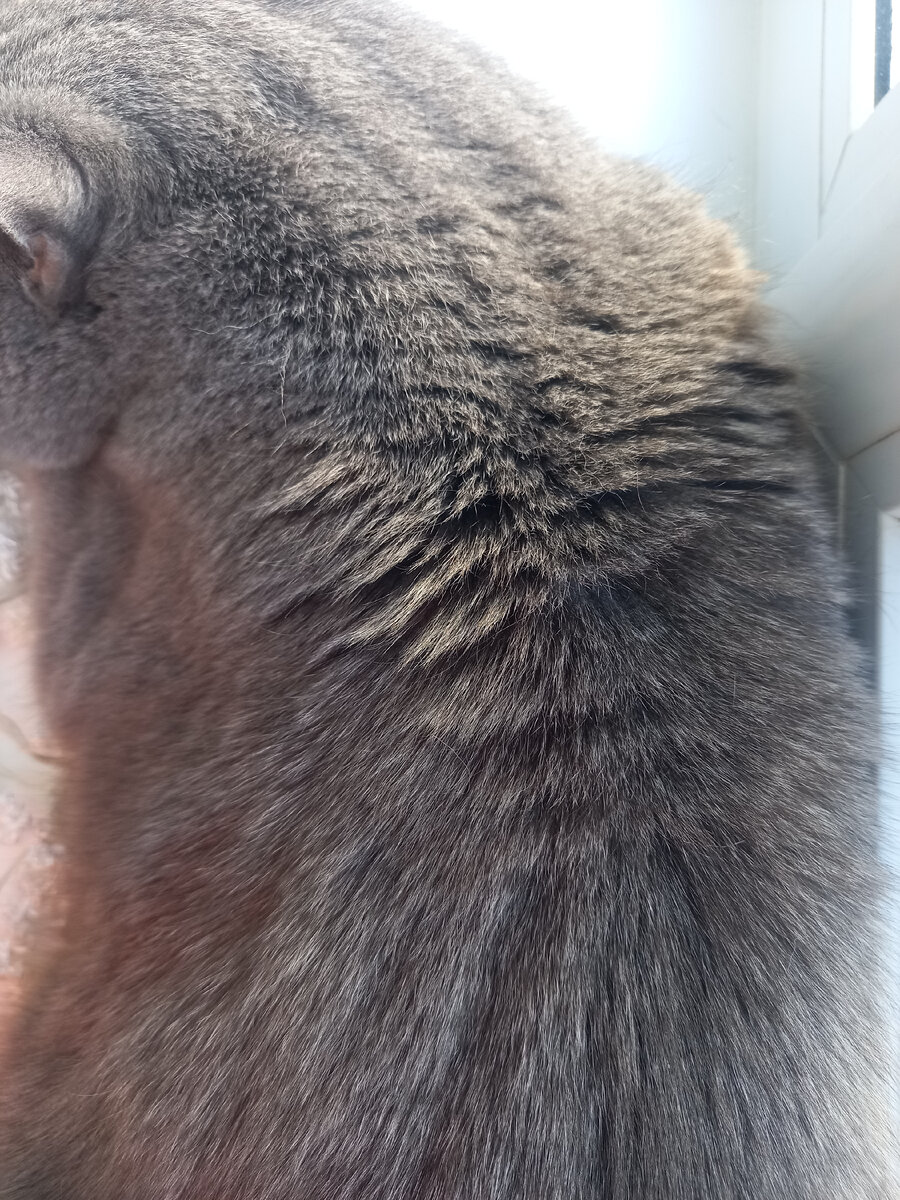 На фото видно, что левый бочок отливает коричневым цветом