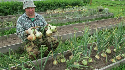 Самый эффективный вариант выращивания рассады лука Эксибишен