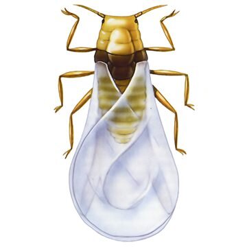 https://www.pesticidy.ru/Филлоксера
