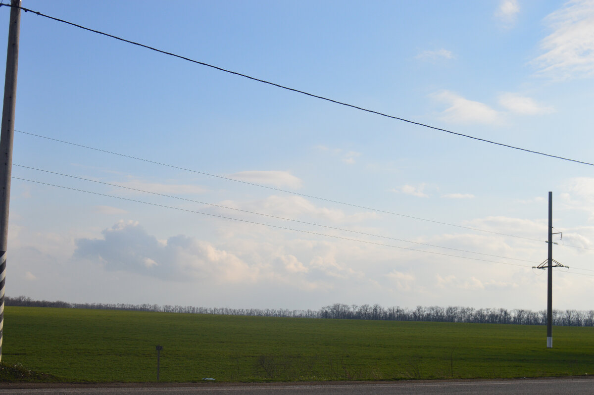 Фото автора. Озимое поле.10.03.2022.