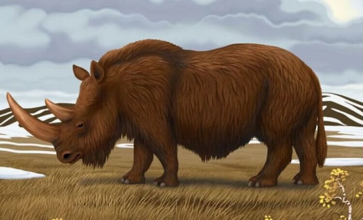 Примерный внешний вид шерстистого носорога