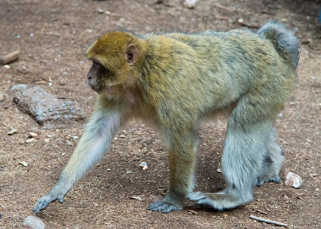 Макак Магот. Берберская обезьяна. Фото Rigelus.