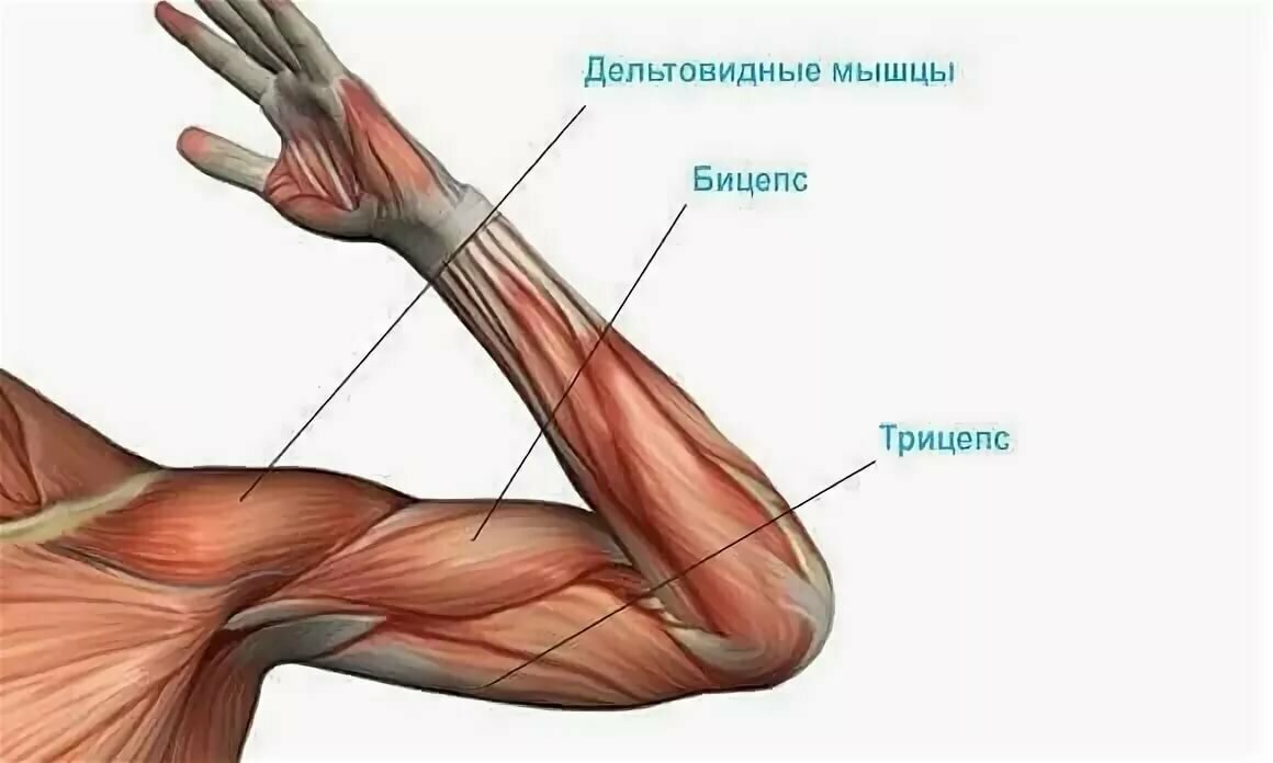 Мышца где. Строение руки бицепс трицепс. Мышцы рук бицепс трицепс. Мышцы бицепса анатомия. Мышцы бицепса и трицепса анатомия.