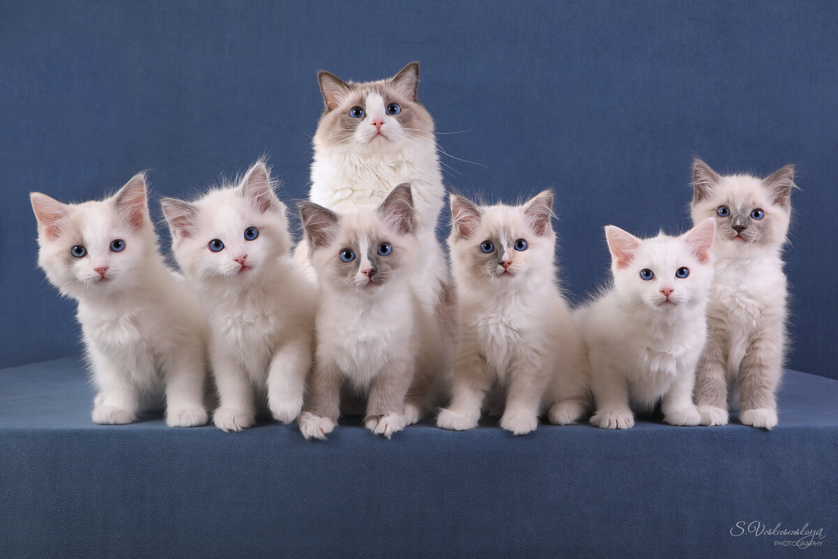 Котята рэгдолл. Помёт G: Gladys, Garfield, Guinness, Gexa, Gracie и Gadget