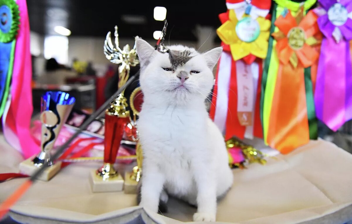 Котенок британской породы играет в ходе выставки.