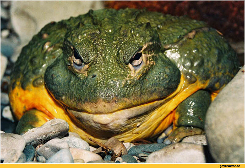 Душу жабу картинка. Среднеазиатская жаба. Жадная жаба. Прикольные лягушки. Старая жаба.