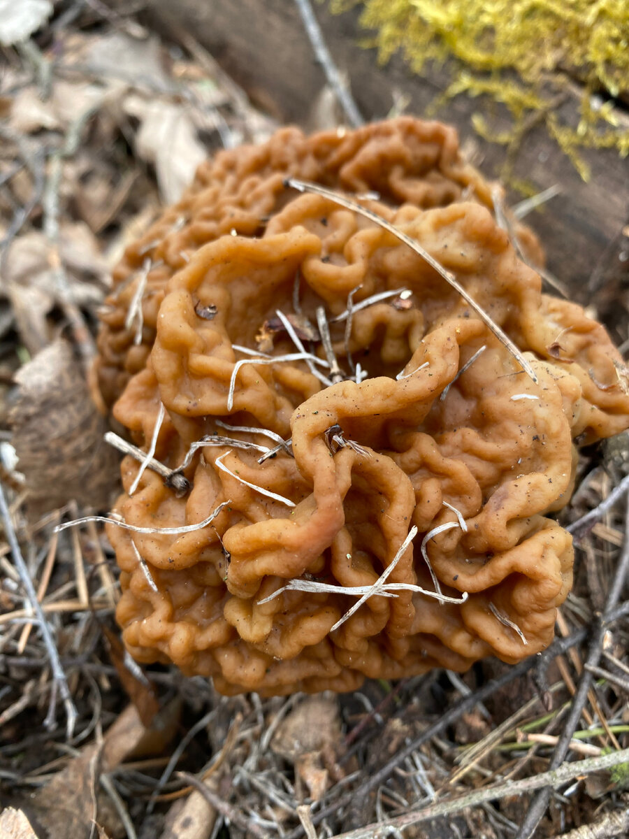 Строчок гигантский (Gyromitra gigas). 