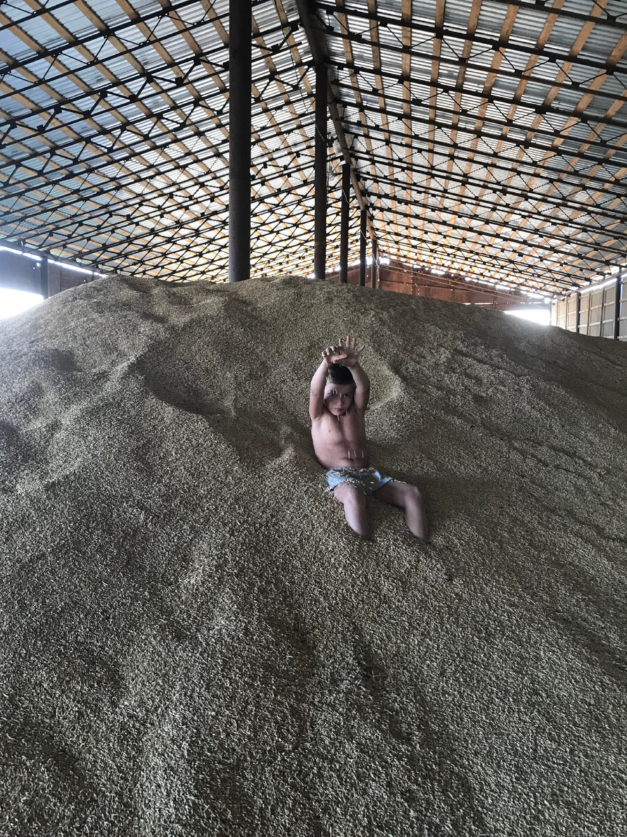 Вот так наш внук проверяет качество урожая в хозяйстве деда 