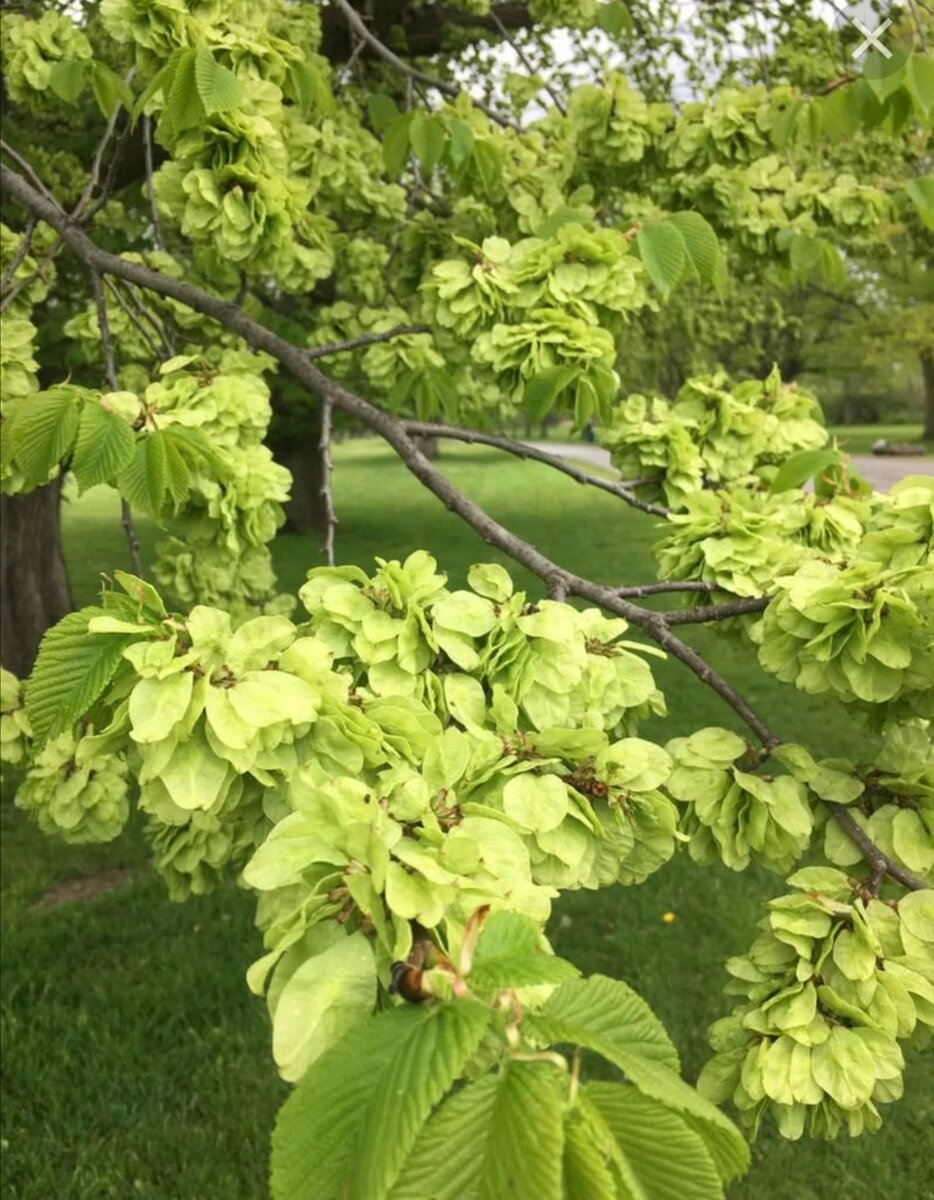 Карагач где. Вяз Ильм карагач Берест. Вяз гладкий (Ulmus laevis). Вяз граболистный (Ulmus suberosa). Вяз Кампердоуни.