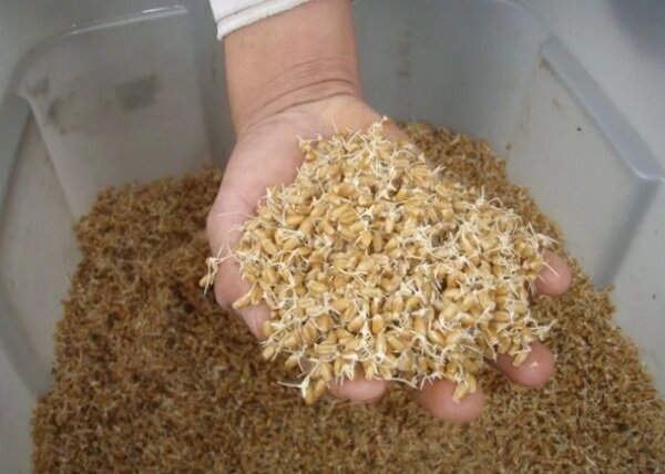 Проращивание пшеницы в домашних условиях