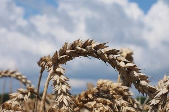    Владимир Зеленский назвал лучшую гарантию разблокировки портов